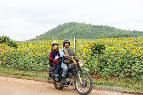 Ngỡ ngàng vẻ đẹp của cánh đồng hoa hướng dương ở Nghệ An